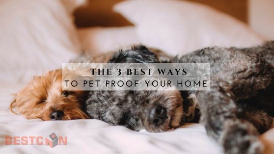 The 3 Best Ways to Pet Proof Your Home - BestCan